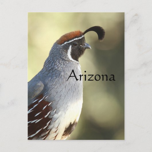 Male Quail, Arizona Briefkaart (Voorkant)