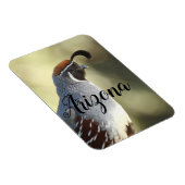 Male Quail, Arizona Magneet (Rechterzijde)