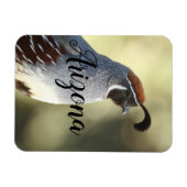 Male Quail, Arizona Magneet (Horizontaal)