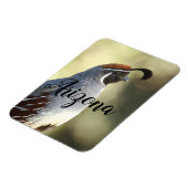 Male Quail, Arizona Magneet (Linkerzijde)