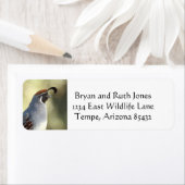 Male Quail Etiket (Insitu)