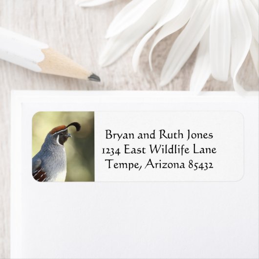 Male Quail Etiket (Insitu)