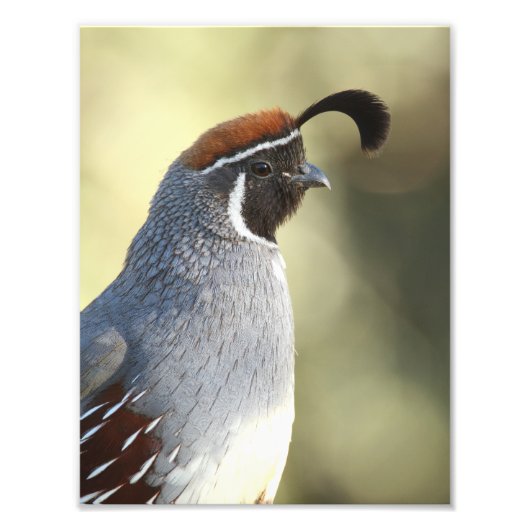 Male Quail Foto Afdruk (Voorkant)