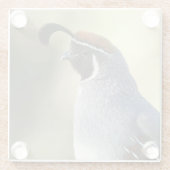 Male Quail Glazen Onderzetter (Achterkant)