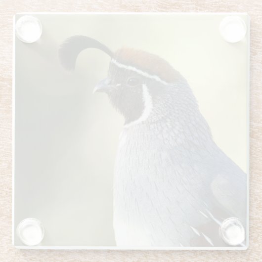 Male Quail Glazen Onderzetter (Achterkant)