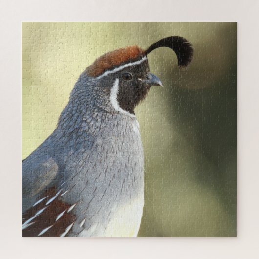 Male Quail Legpuzzel (Verticaal)