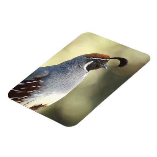 Male Quail Magneet (Linkerzijde)