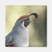 Male Quail Magneet (Voorkant)