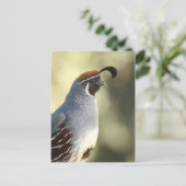 Male Quail Portret Briefkaart (Staand voorkant)