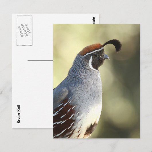 Male Quail Portret Briefkaart (Voorkant / Achterkant)