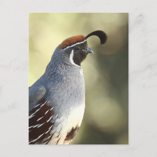 Male Quail Portret Briefkaart (Voorkant)