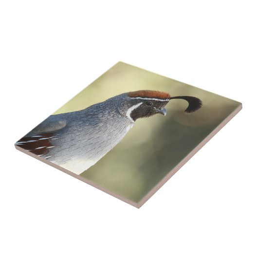 Male Quail Tegeltje (Zijkant)