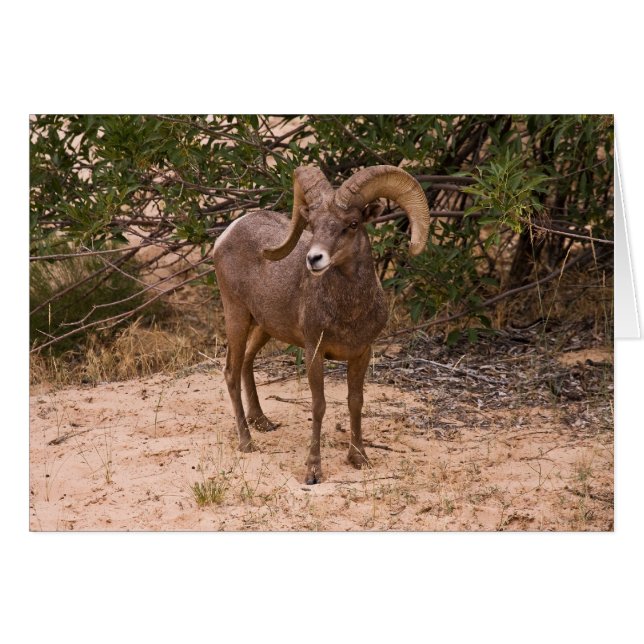 Male Ram Big Horn Sheep (Voorkant Horizontaal)
