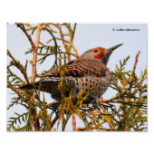 Male Red-Shafted Northern Flicker in een boom Foto Afdruk (Voorkant)