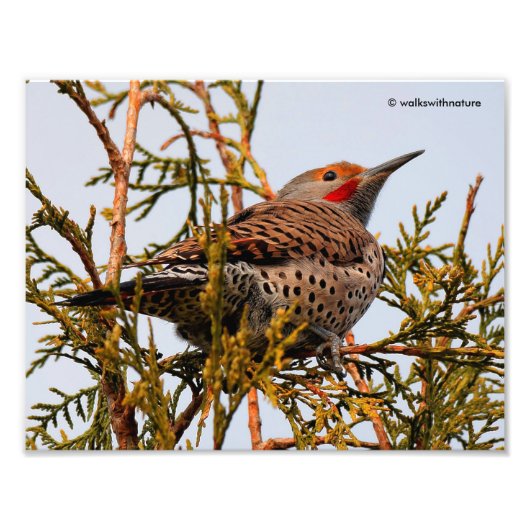Male Red-Shafted Northern Flicker in een boom Foto Afdruk (Voorkant)