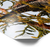 Male Red-Shafted Northern Flicker in een boom Foto Afdruk (Hoek)