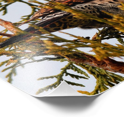 Male Red-Shafted Northern Flicker in een boom Foto Afdruk (Hoek)