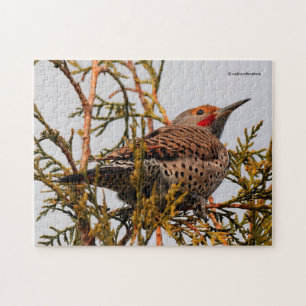 Male Red-Shafted Northern Flicker in een boom Legpuzzel