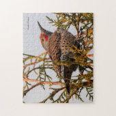 Male Red-Shafted Northern Flicker in een boom Legpuzzel (Verticaal)