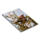 Male Red-Shafted Northern Flicker in een boom Notitieboek (Rechterzijde)