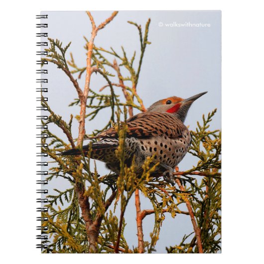 Male Red-Shafted Northern Flicker in een boom Notitieboek (Voorkant)