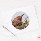 Male Red-Shafted Northern Flicker in een boom Ronde Sticker (Envelop)