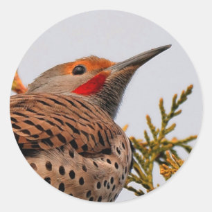 Male Red-Shafted Northern Flicker in een boom Ronde Sticker