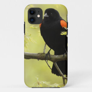 Male Red Winged Blackbird Case-Mate iPhone Case