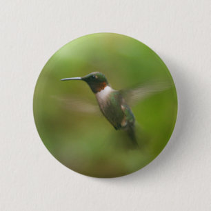 Male Ruby Throat Hummingbird Button