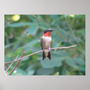 Male Ruby Throated Hummingbird Poster