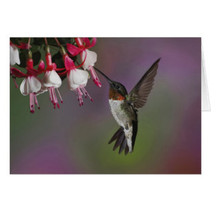 Male Ruby-trommelvogel, Archilochus