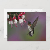 Male Ruby-trommelvogel, Archilochus Briefkaart (Voorkant / Achterkant)