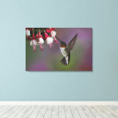 Male Ruby-trommelvogel, Archilochus Canvas Afdruk (Insitu (Houten vloer))