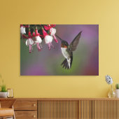 Male Ruby-trommelvogel, Archilochus Canvas Afdruk (Insitu (Woonkamer))