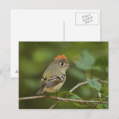 Male Ruby-vol Kinglet, Regulus calendula Briefkaart (Voorkant / Achterkant)