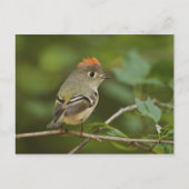 Male Ruby-vol Kinglet, Regulus calendula Briefkaart (Voorkant)