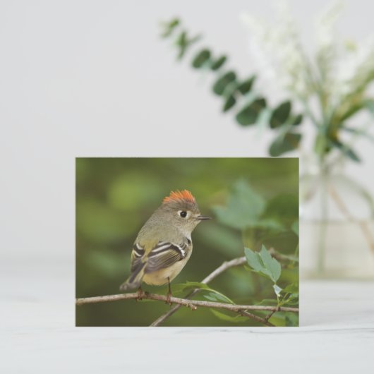 Male Ruby-vol Kinglet, Regulus calendula Briefkaart (Staand voorkant)