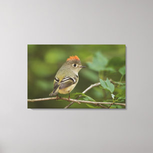 Male Ruby-vol Kinglet, Regulus calendula Canvas Afdruk
