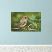 Male Ruby-vol Kinglet, Regulus calendula Canvas Afdruk (Insitu (Houten vloer))