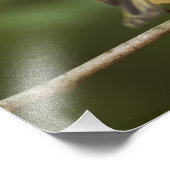 Male Ruby-vol Kinglet, Regulus calendula Foto Afdruk (Hoek)