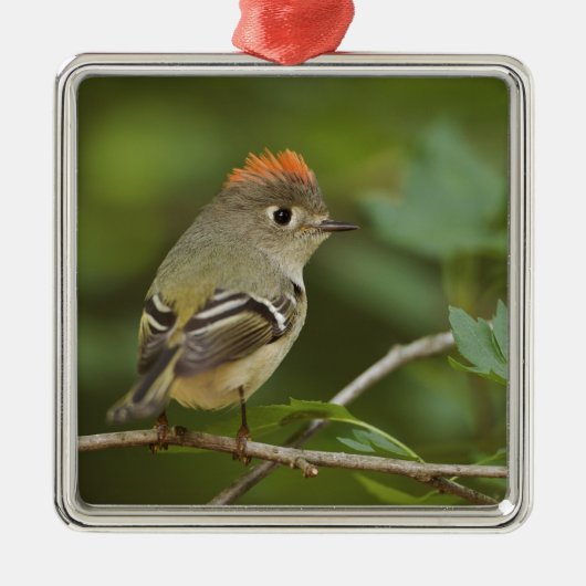Male Ruby-vol Kinglet, Regulus calendula Metalen Ornament (Voorkant)