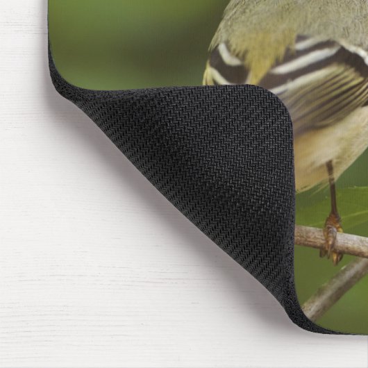 Male Ruby-vol Kinglet, Regulus calendula Muismat (Hoek)