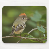 Male Ruby-vol Kinglet, Regulus calendula Muismat (Voorkant)