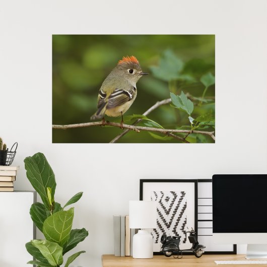 Male Ruby-vol Kinglet, Regulus calendula Poster (Thuiskantoor)