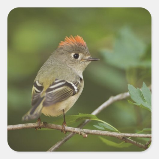 Male Ruby-vol Kinglet, Regulus calendula Vierkante Sticker (Voorkant)