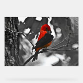 Male Scarlet Tanager Acryl Bord (Voorkant)