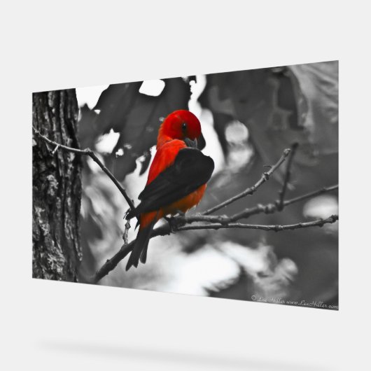 Male Scarlet Tanager Acryl Bord (Hoek)