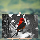Male Scarlet Tanager Acryl Bord (Neutraal)