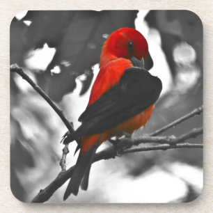 Male Scarlet Tanager Bier Onderzetter