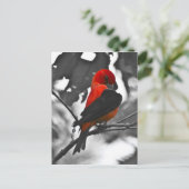 Male Scarlet Tanager Briefkaart (Staand voorkant)